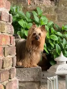 Terrier australien à poil soyeux - Mystery Guest