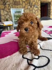 Pudel miniaturowy - Chili