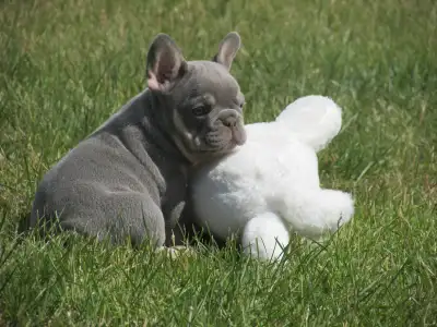 French Bulldog - Frank