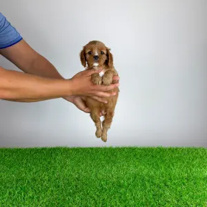 Cavalier King Charles Spaniel - Wimpie