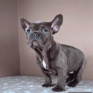 Francia bulldog - Ella
