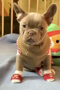 Francouzský buldoček - Steel Wing Bullz Mylo