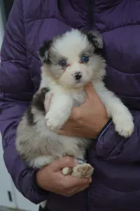 Border Collie - Monaco