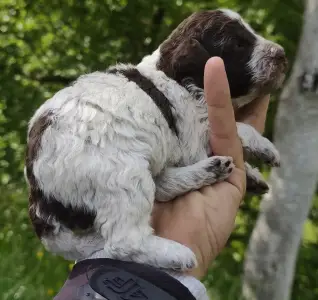 Romagna Water Dog - D- The Royal Town Of Bobovac