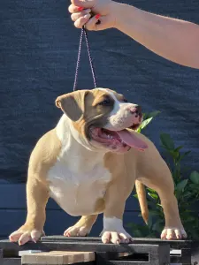 American Bully - Pocket - Mózes