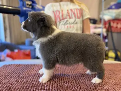 Border Collie - Blue Boy