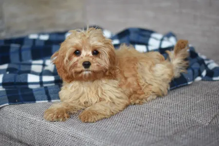 Cavapoo - Rose