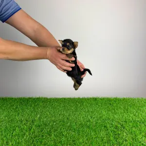 Yorkshire Terrier - Pando