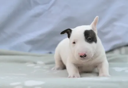 Bullterrier pitic - Lucas
