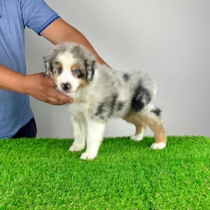 Australian Shepherd - Vondo