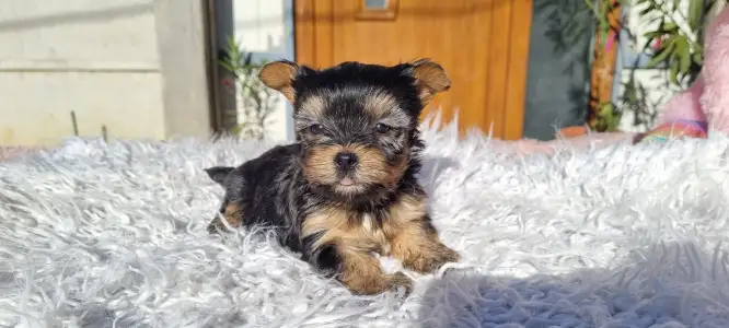 Бивер-йоркширский терьер - Wuki