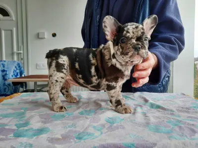 Francia bulldog - Xzavier