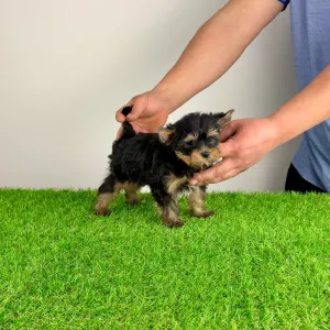 Yorkshire terrier - Pancho