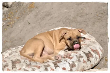 Amerikanischer Staffordshire Terrier - Gelatelli Sorbet