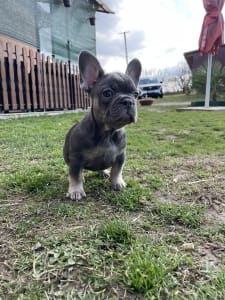 Französische Bulldogge - Candy