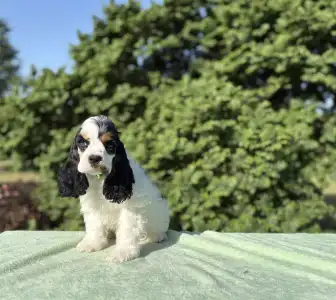 American Cocker Spaniel - Everlasting Pea