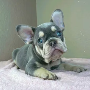 Französische Bulldogge - Kim