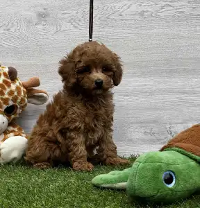 Barbone toy - Xénia 