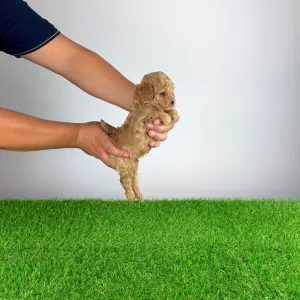 Pudel miniaturowy - Berlo