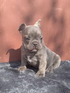 Francouzský buldoček - Carter