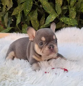 French Bulldog - Dottie