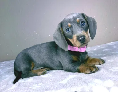 Dachshund - Nina