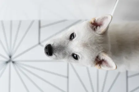 Kishu - Aki Bílý Pes Ze Strakonic