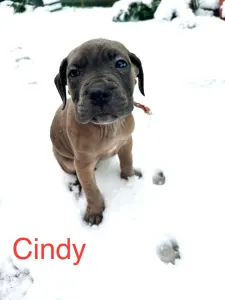 Cane Corso - Cindy