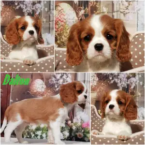 Cavalier King Charles spániel - Dalton