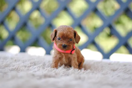 Cavapoo - Bella