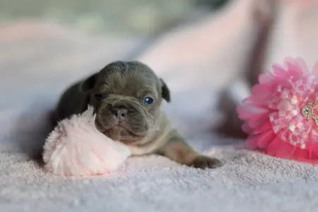 Französische Bulldogge - Rosie