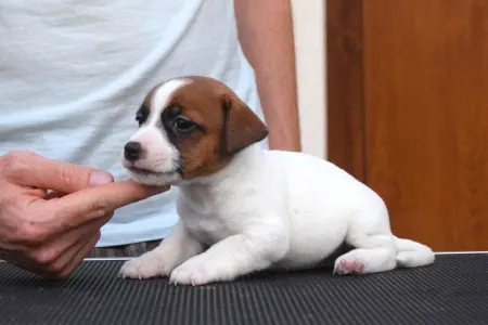 Jack Russell Terrier - Xantos