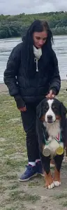 Bernese Mountain Dog - Saint Roch Loras Hope