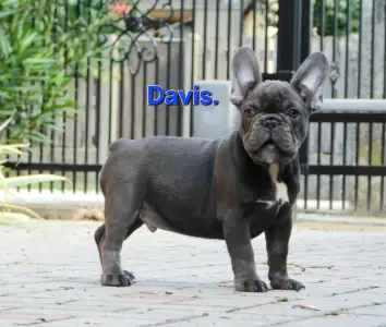 Französische Bulldogge - Davis