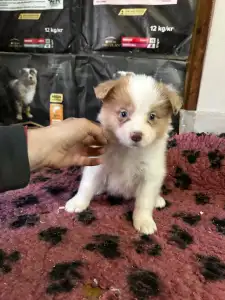 Border Collie - Chocolate Sable Merle Szuka