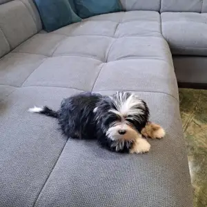 Biewer Terrier - Duke