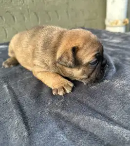 Francuski buldog - Liza