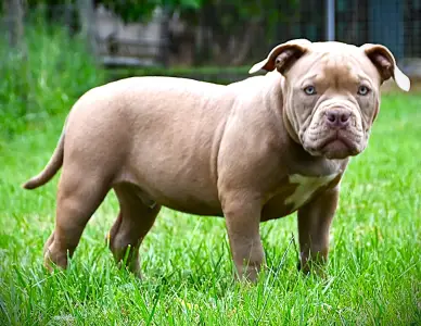 American Bully - Pocket - Ghostface Fighters Macho