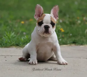 French Bulldog - Xiara