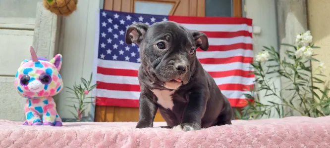 American Bully - Pocket - Oreo