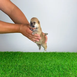 Shiba - Vee