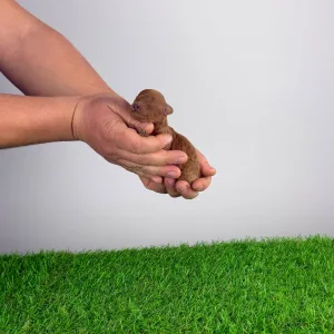 Pudel miniaturowy - Jinny