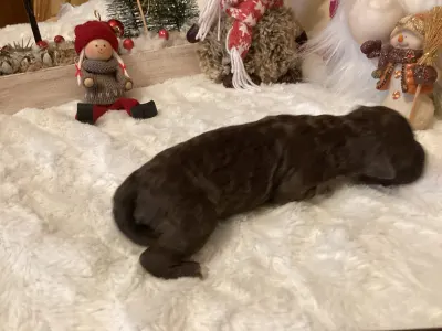 Romagna Water Dog - Bubu