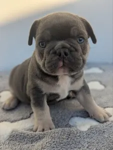 Bouledogue français - Theo