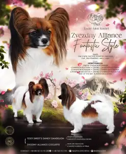 Papillon - Lucky Alien Mirabella 