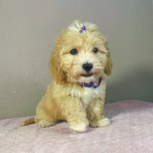 Maltipoo - Gabor