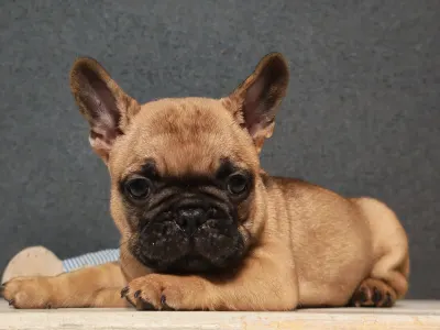 Bulldog francez - E. T.