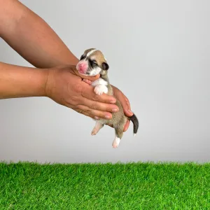 Welsh Corgi Pembroke - Zillo