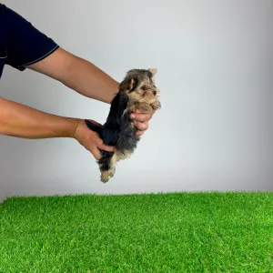 Yorkshire terrier - Error