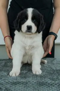 Landseer - Ayla